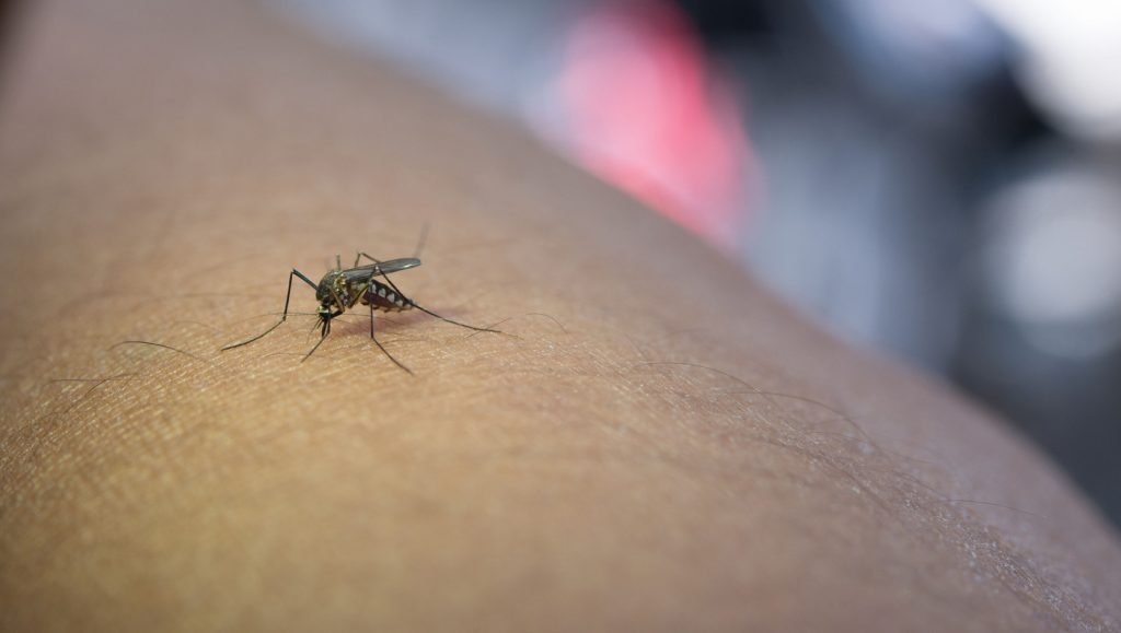 Picaduras de mosquito