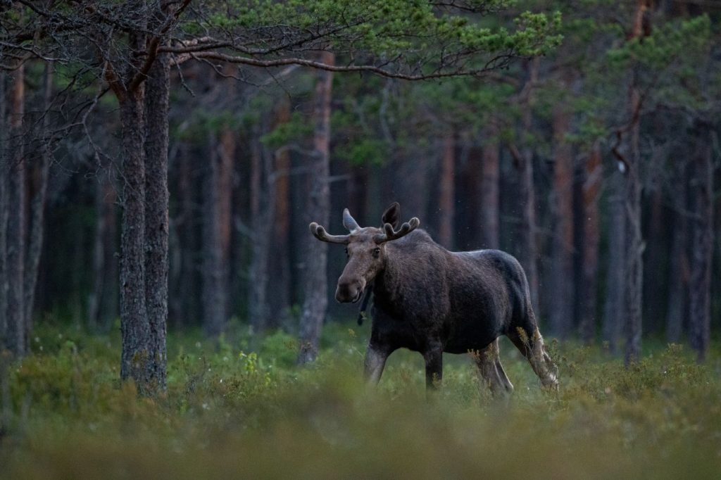 Fauna salvaje en Estonia